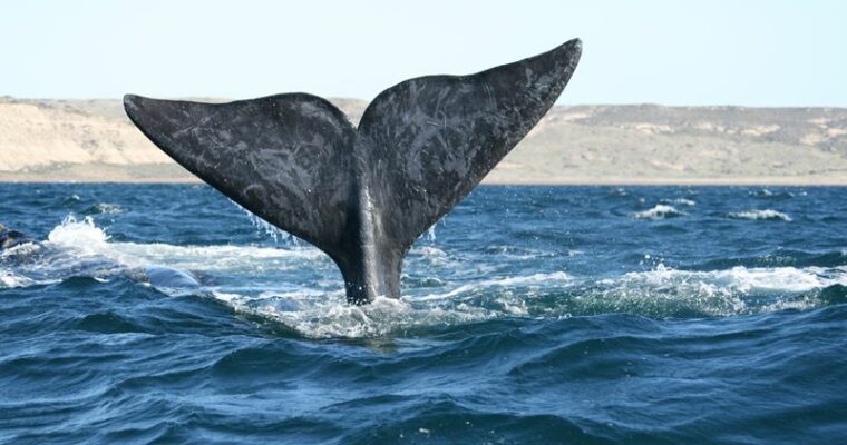 Descubre las maravillas de Puerto Madryn en Argentina: ¡no te lo pierdas!